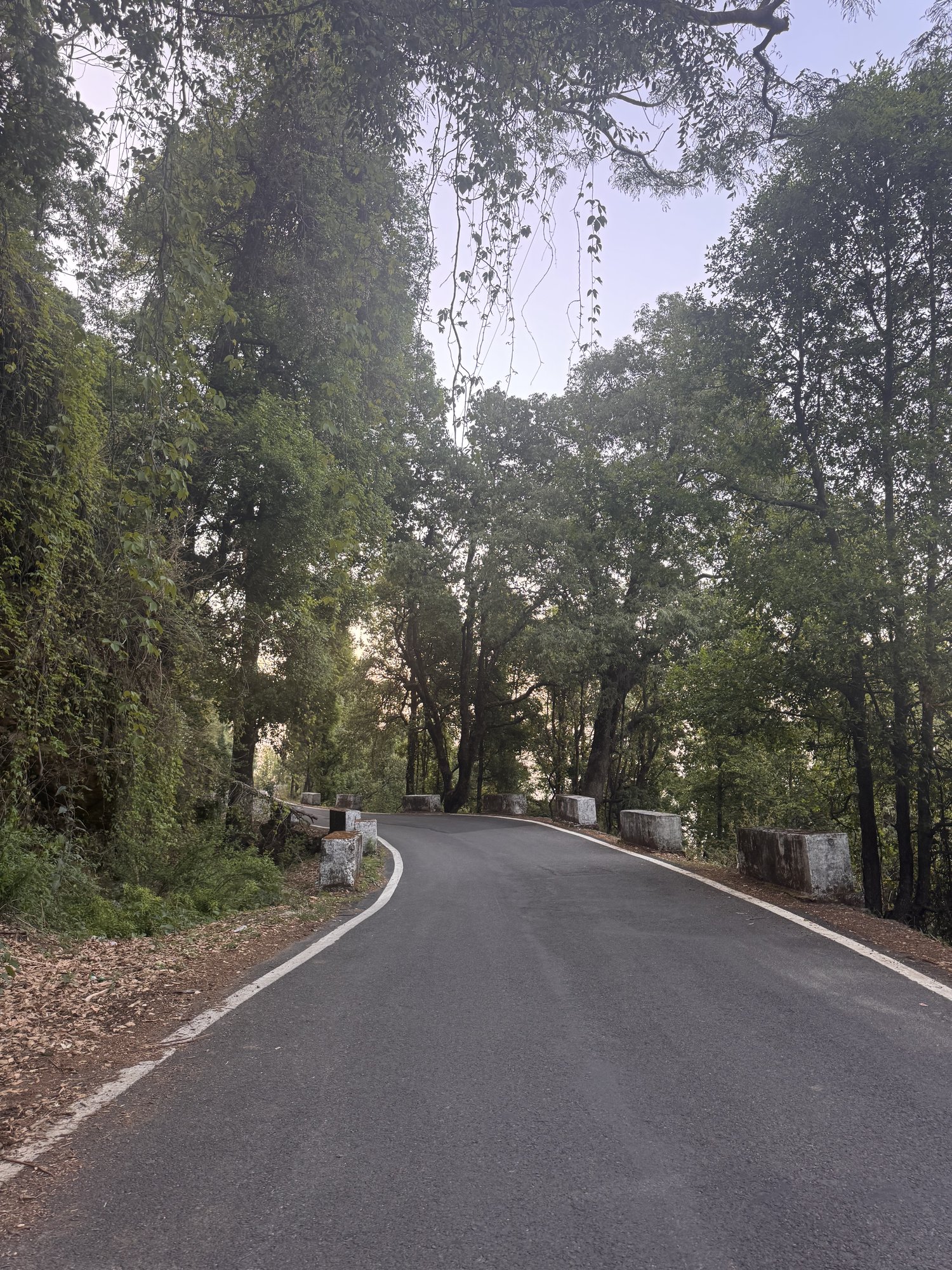 Road through deodar forest
