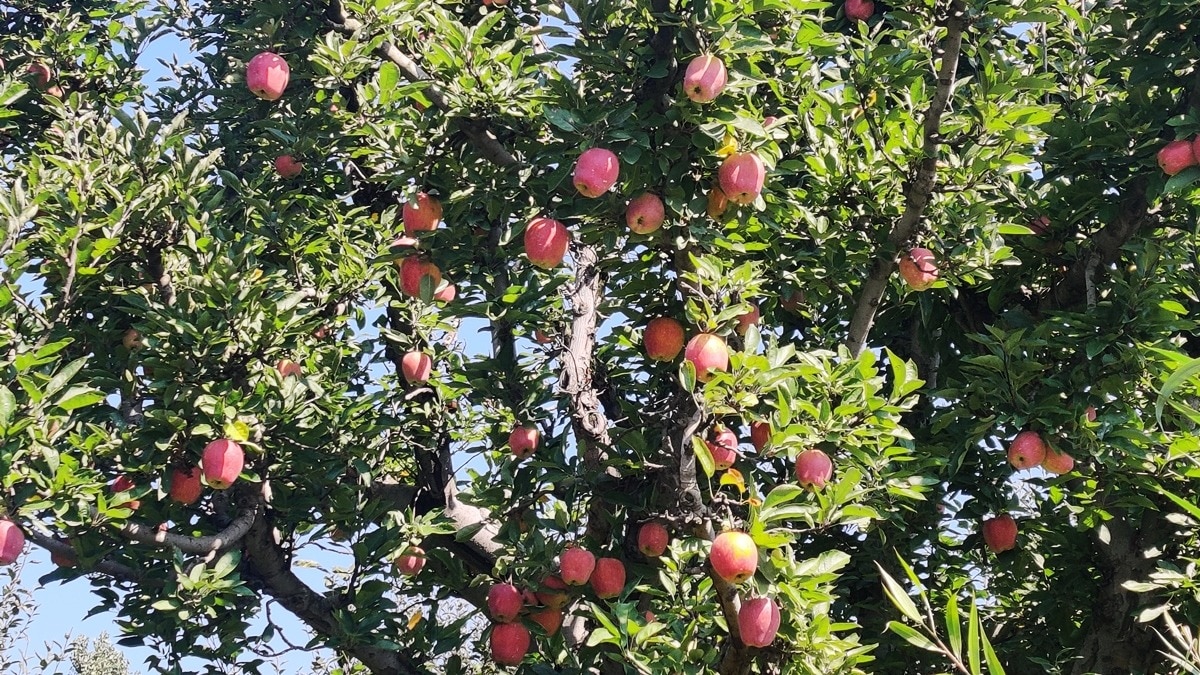 Apple orchard at BHAV, Hartola